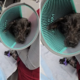 Cops Called To Handle Dog Dead ‘For Days,’ Not Prepared for What They Find