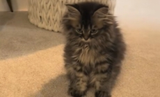 Woman Takes Kitten on Routine Vet Visit, ‘Shocked’ by What They Tell Her