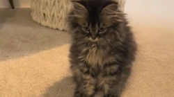 Woman Takes Kitten on Routine Vet Visit, ‘Shocked’ by What They Tell Her