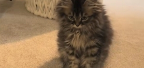 Woman Takes Kitten on Routine Vet Visit, ‘Shocked’ by What They Tell Her