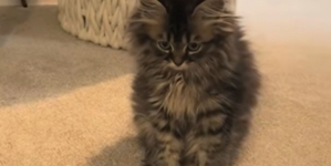 Woman Takes Kitten on Routine Vet Visit, ‘Shocked’ by What They Tell Her