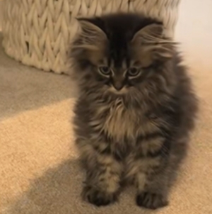 Woman Takes Kitten on Routine Vet Visit, ‘Shocked’ by What They Tell Her