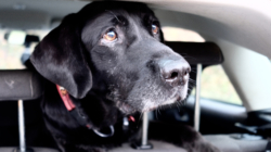 Pup’s Reaction After Dogs Stare Him Down From Car Goes Viral