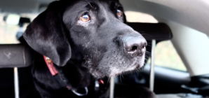 Pup’s Reaction After Dogs Stare Him Down From Car Goes Viral