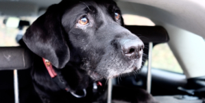 Pup’s Reaction After Dogs Stare Him Down From Car Goes Viral