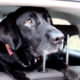 Pup’s Reaction After Dogs Stare Him Down From Car Goes Viral