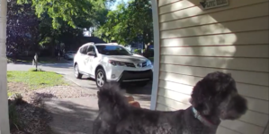 Dog Visits Neighbor’s Porch Every Day—Ring Cam Captures Sweet Reason Why