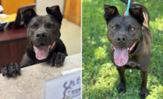 Tears Over Face of Shelter Dog Still “Patiently Waiting” After 1,208 Days