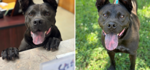 Tears Over Face of Shelter Dog Still “Patiently Waiting” After 1,208 Days