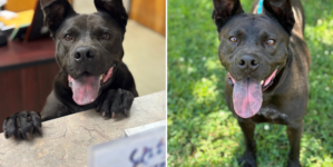 Tears Over Face of Shelter Dog Still “Patiently Waiting” After 1,208 Days