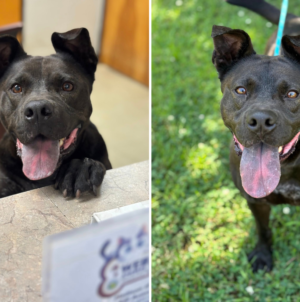Tears Over Face of Shelter Dog Still “Patiently Waiting” After 1,208 Days