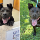 Tears Over Face of Shelter Dog Still “Patiently Waiting” After 1,208 Days