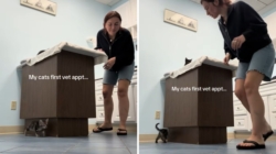 Woman Takes Kitten to First Vet Visit—Goes Exactly How You’d Expect