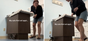 Woman Takes Kitten to First Vet Visit—Goes Exactly How You’d Expect