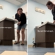Woman Takes Kitten to First Vet Visit—Goes Exactly How You’d Expect