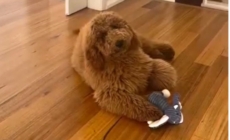 Goldendoodle Owner Asks Groomer for ‘Teddy Bear Chic’—Can’t Believe Result