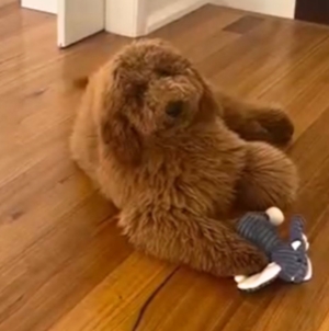 Goldendoodle Owner Asks Groomer for ‘Teddy Bear Chic’—Can’t Believe Result