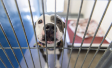 Man Travels 400 Miles To Give Shelter Dog a Forever Home
