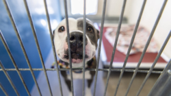 Man Travels 400 Miles To Give Shelter Dog a Forever Home