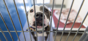 Man Travels 400 Miles To Give Shelter Dog a Forever Home
