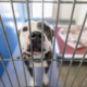 Man Travels 400 Miles To Give Shelter Dog a Forever Home