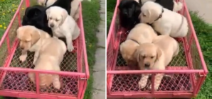 7 week old Labradors take first ever wagon ride in adorable video