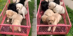 7 week old Labradors take first ever wagon ride in adorable video