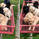 7 week old Labradors take first ever wagon ride in adorable video
