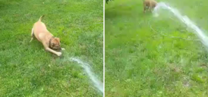 Rescue Dog Who Loves Playing With Water Wins Pet of the Week