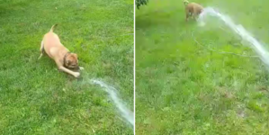Rescue Dog Who Loves Playing With Water Wins Pet of the Week