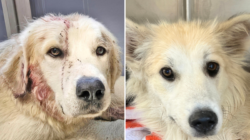 Dog Shot in Head and Left to Die, ‘Loyal Friend’ Refused to Leave Her Side