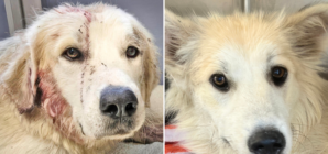 Dog Shot in Head and Left to Die, ‘Loyal Friend’ Refused to Leave Her Side