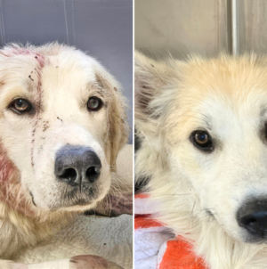 Dog Shot in Head and Left to Die, ‘Loyal Friend’ Refused to Leave Her Side