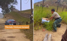 Rescuer’s Message for Owner Who Threw Elderly Cat out of Car—and Drove Away