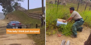 Rescuer’s Message for Owner Who Threw Elderly Cat out of Car—and Drove Away