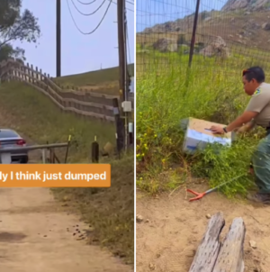 Rescuer’s Message for Owner Who Threw Elderly Cat out of Car—and Drove Away