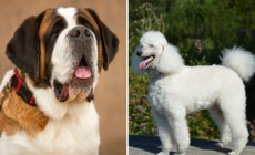 Owners Bring Home Saint Bernard, Poodle Mix—Shock at What She Grows Into