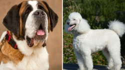 Owners Bring Home Saint Bernard, Poodle Mix—Shock at What She Grows Into