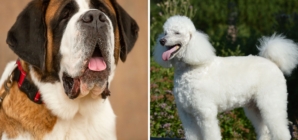 Owners Bring Home Saint Bernard, Poodle Mix—Shock at What She Grows Into
