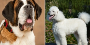 Owners Bring Home Saint Bernard, Poodle Mix—Shock at What She Grows Into