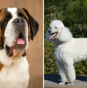 Owners Bring Home Saint Bernard, Poodle Mix—Shock at What She Grows Into
