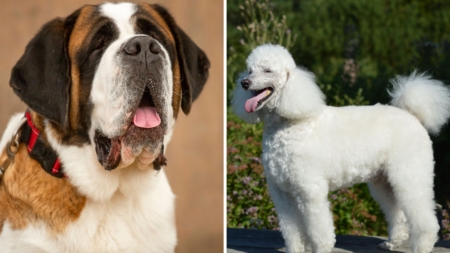 Owners Bring Home Saint Bernard, Poodle Mix—Shock at What She Grows Into