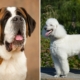 Owners Bring Home Saint Bernard, Poodle Mix—Shock at What She Grows Into