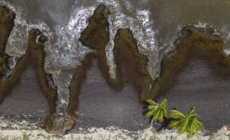Millions of Tons of Seaweed Could Soon Hit US
