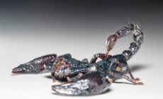 Scorpion Venom Could Help Treat Breast Cancer