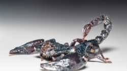 Scorpion Venom Could Help Treat Breast Cancer