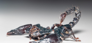 Scorpion Venom Could Help Treat Breast Cancer