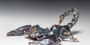 Scorpion Venom Could Help Treat Breast Cancer
