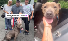 Shelter Dog Adopted After 640 Days—Takes ‘One Last Look Back’ Before Leaving