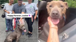 Shelter Dog Adopted After 640 Days—Takes ‘One Last Look Back’ Before Leaving